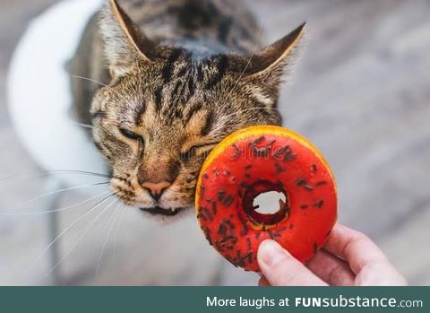 Donut the cat