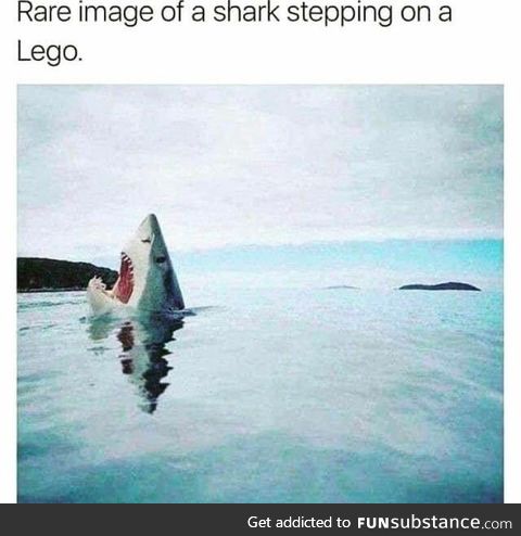 Shark stepping on a lego