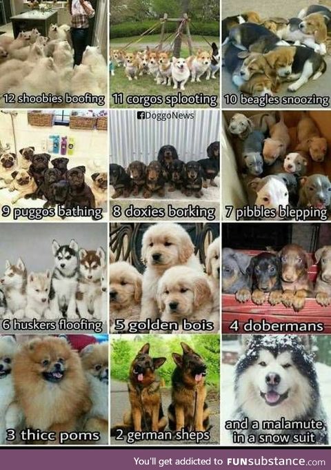 The 12 breeds of dogmas