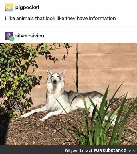 Animals that look like they have information