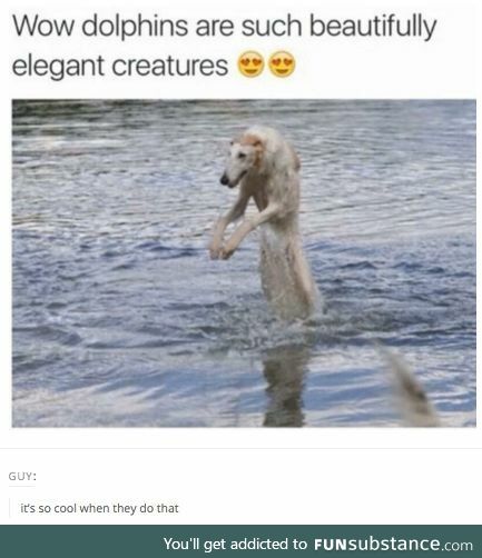 Dolphin are such elegant creatures