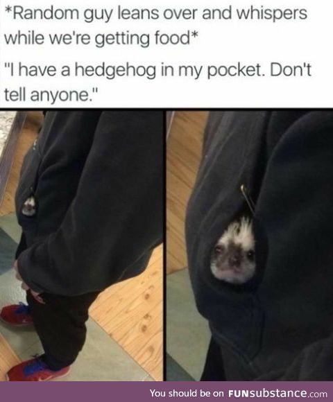 Hedgehog in my Pocket