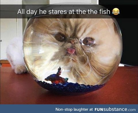 He stares at fish. And all day and all night, and everything he sees is just food