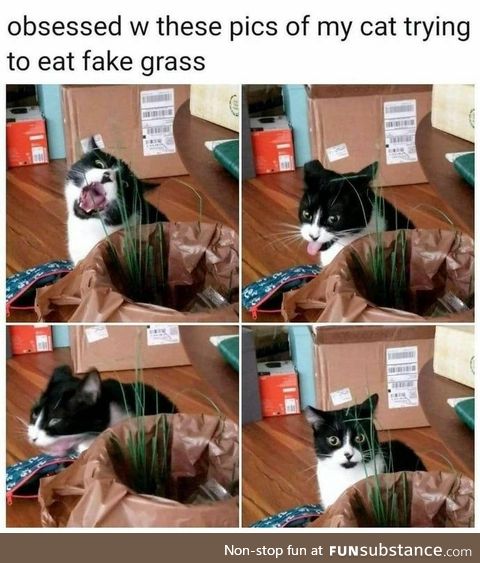 Cat trying to eat fake grass