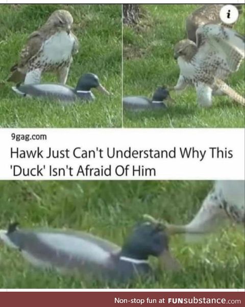 Hawk doesn't understand why duck isn't afraid [or edible]
