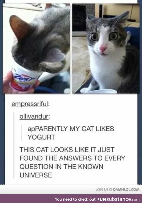 Cat found every answer in the known universe in the yogurt