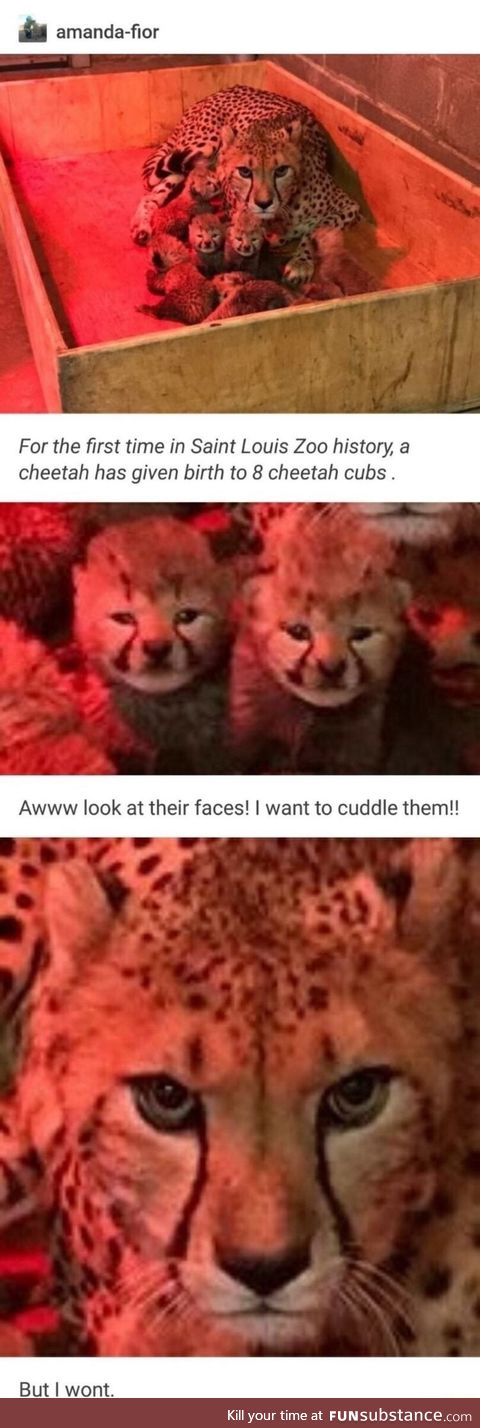 Eight cheetah cubs