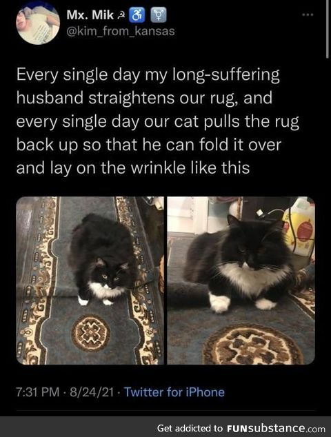 Cat: the wrinkle is mine