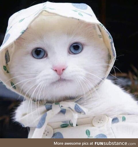 Cat in Babushka