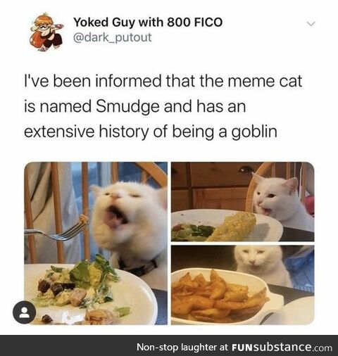 Meme Cat Smudge