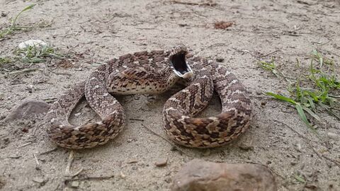 Egg-Eating Snake Defensive Behavior [SnekSubstance]