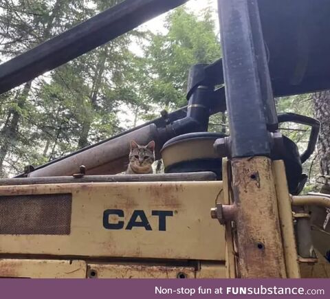 Cat