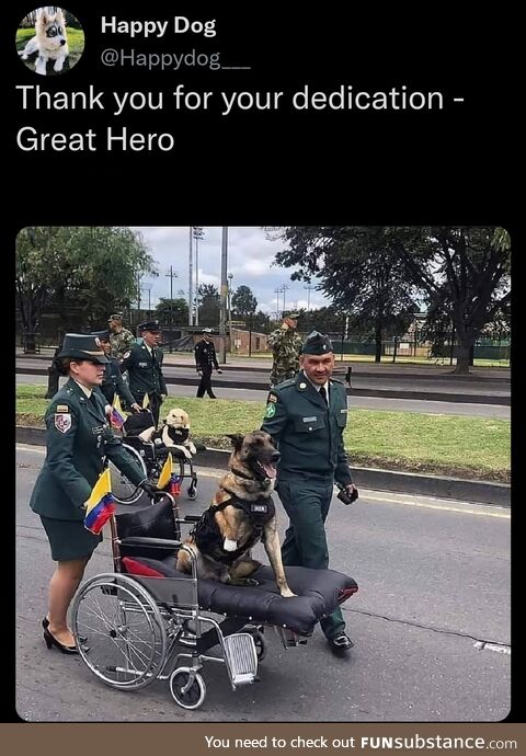 Hero doggo