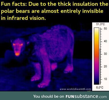 Polar bears are terrible at hide and seek