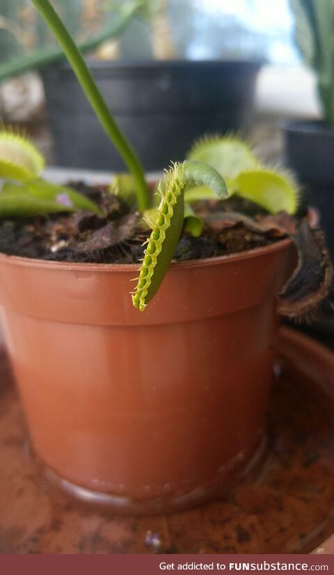 My Venus Flytrap eating a caterpillar alive. Damn nature, you're brutal.