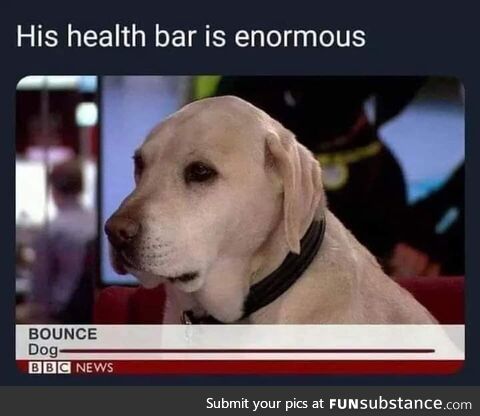 Good boi