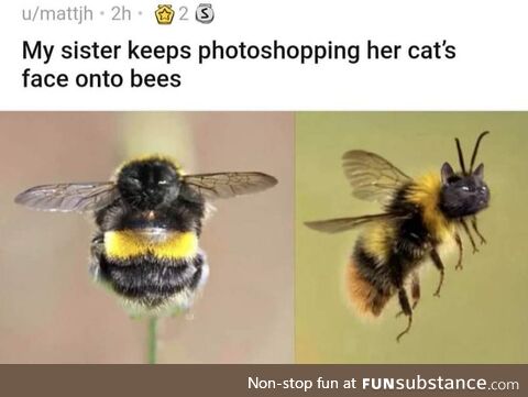 Bumblecat