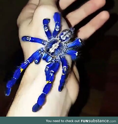 A peacock tarantula *gasp*