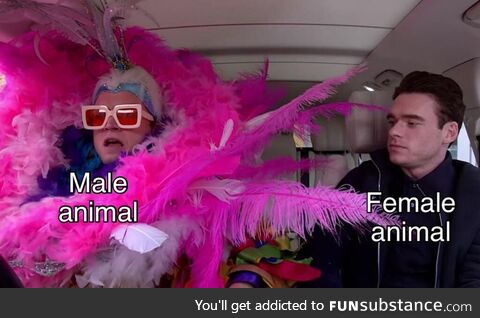 Animal kingdom be wilding