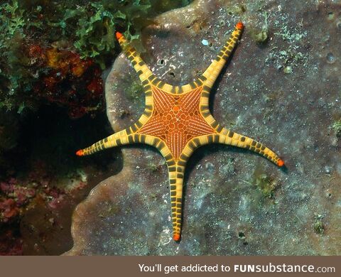 Marvelous starfish