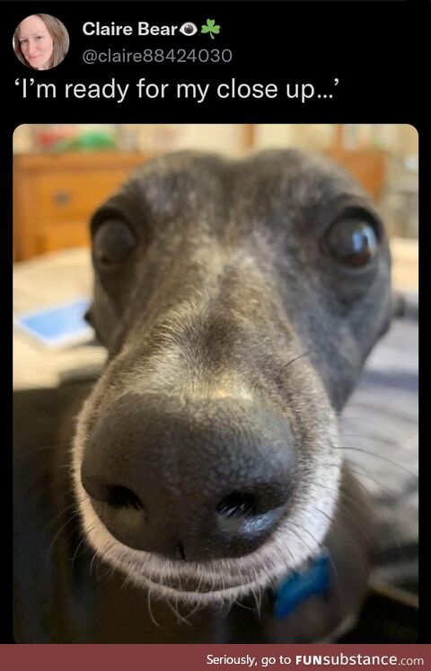 Boopable snoot