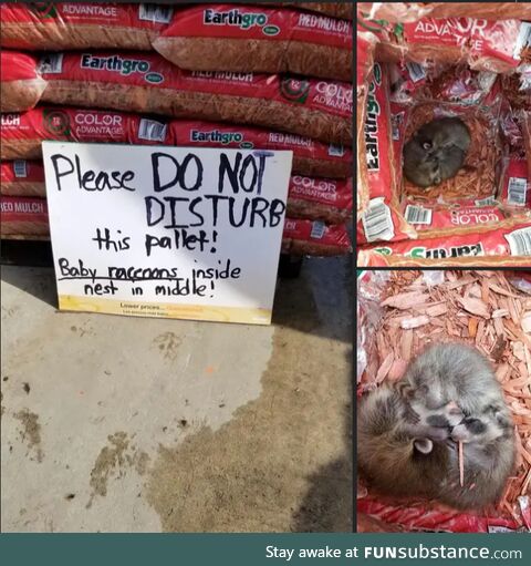 Do not the raccoon