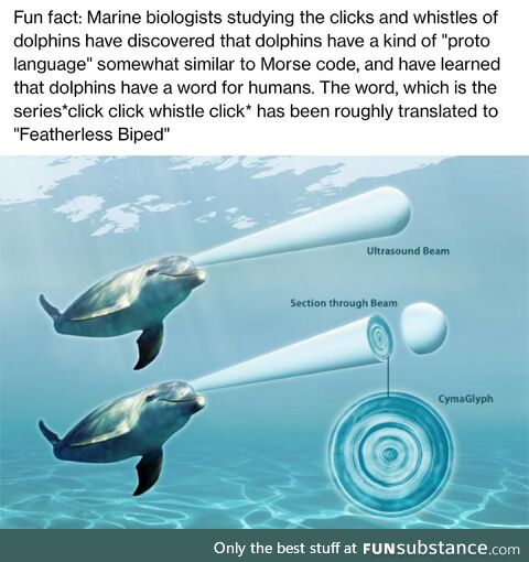 Saw some dolphins today
