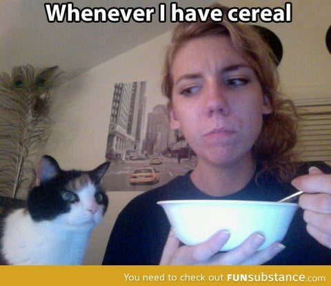 Every cat ever