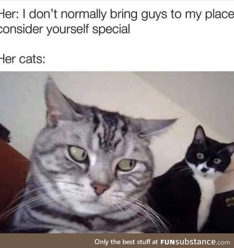 The kitty knows all