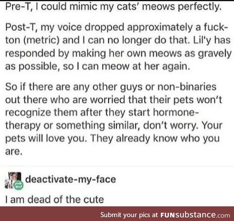 Aaaaaw kitteh