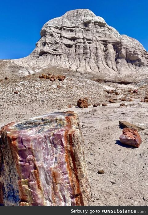 Petrified wood in front of Mt Rushmore on acid