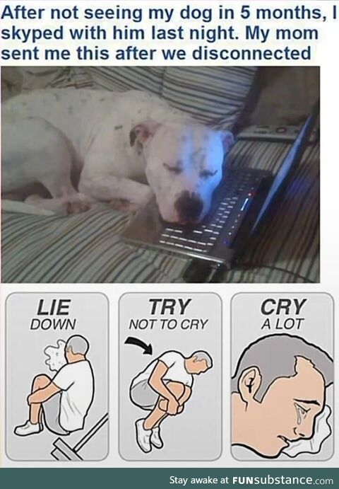 D o g