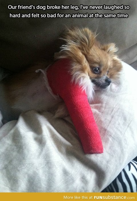 Dog broke her leg