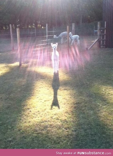 It's a sign of the alpacalypse