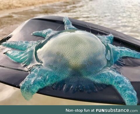 Vivid color of this Blue Jellyfish