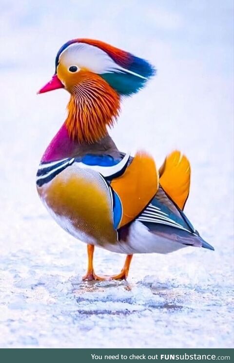 This strikingly colorful Mandarin duck