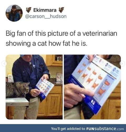 Cat fat, fat cat