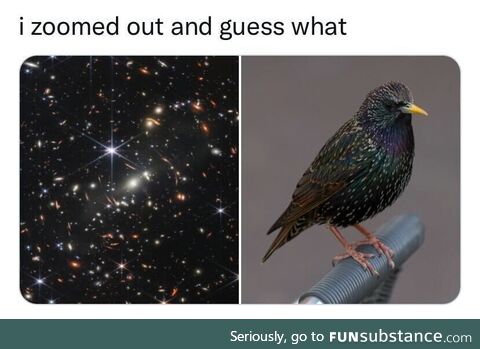 Well, surprise, surprise... We live in a common starling!