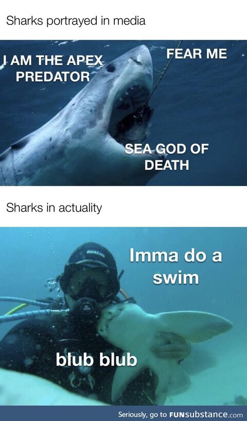 Sharks are cute