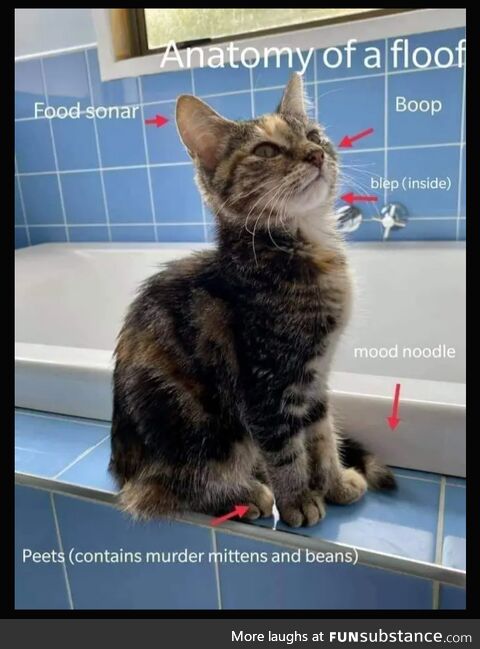 Presenting .. Cat!