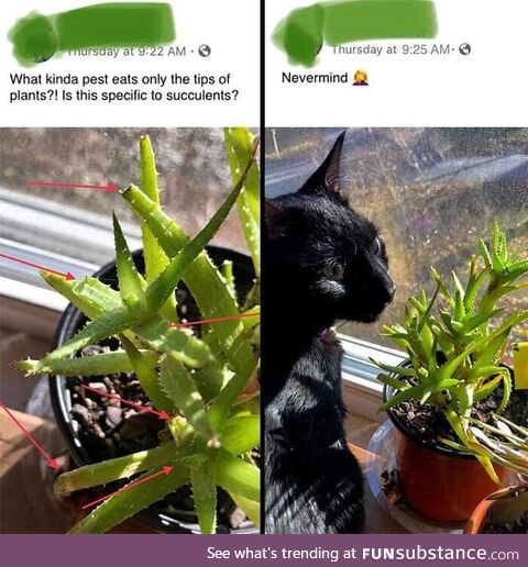 Catus-veganus-parasitus