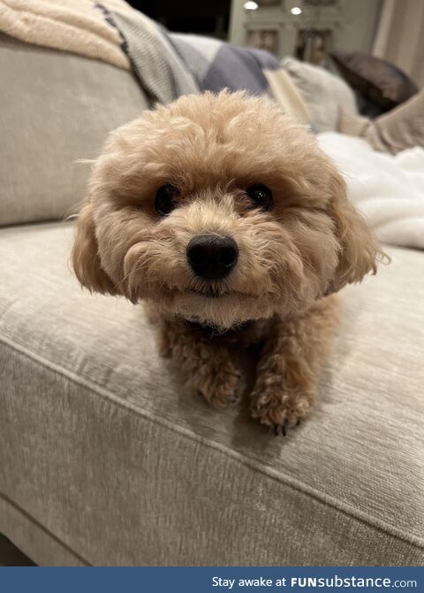 My dog looks like a teddy bear