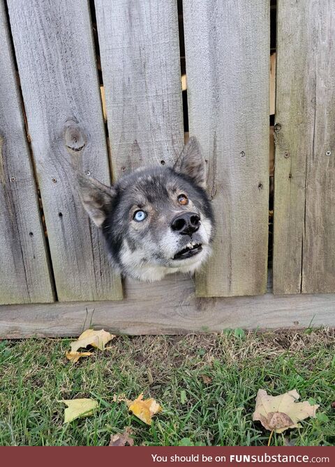 This derpy dog I saw on my walk