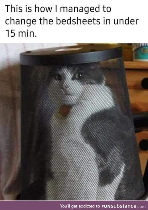 Norty kitty
