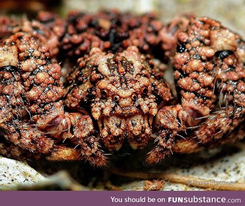 The face of a Bird Dung Crab Spider (photo by Serge Pasquasy)