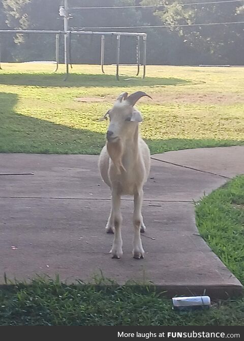 My neighbors goat that got out and ended up in my yard