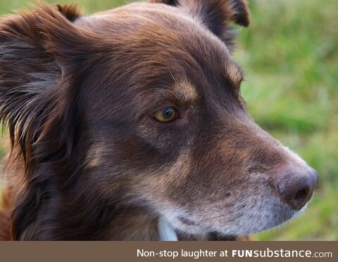 Everyone-is-uploading-pics-of their dogs so I figured, why not