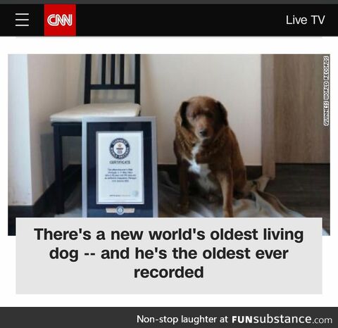“Kill me…” - this dog