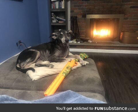 My dog wishes a mfer would try
