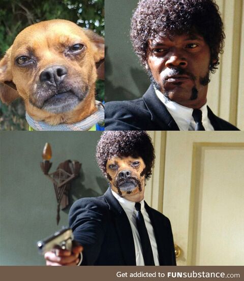 Is this dog I found on Petfinder giving anyone else seriously major Jules Winnfield